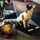 After her death, Strelka was stuffed and sent on a worldwide museum tour